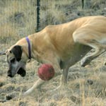 Ball Killer